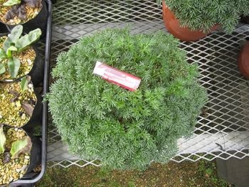 Amazon.co.jp: 北海道限定 山野草 カタオカソウ 超大株 A