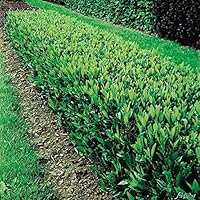 Garten-Schlter Portugiesischer Kirschlorbeer Angustifolia, 40-60 cm  geliefert im 3 Liter Topf - Lorbeerkirsche Prunus Laurocerasus als  Laubhecke - immergrn, pilzfrei, winterhart als Sichtschutz : Garten  Schlter: Amazon.de: Garten