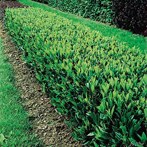 Kirschlorbeer Otto Luyken - Hecken Pflanze 30-40 cm immergrn & winterhart  als Sichtschutz  Pilzfreie mehrjhrige Lorbeerkirsche Prunus Laurocerasus  von Garten Schlter : Garten Schlter: Amazon.de: Garten