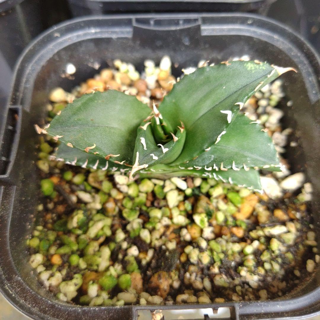 台湾産白鯨大株 抜き苗 【公式通販】