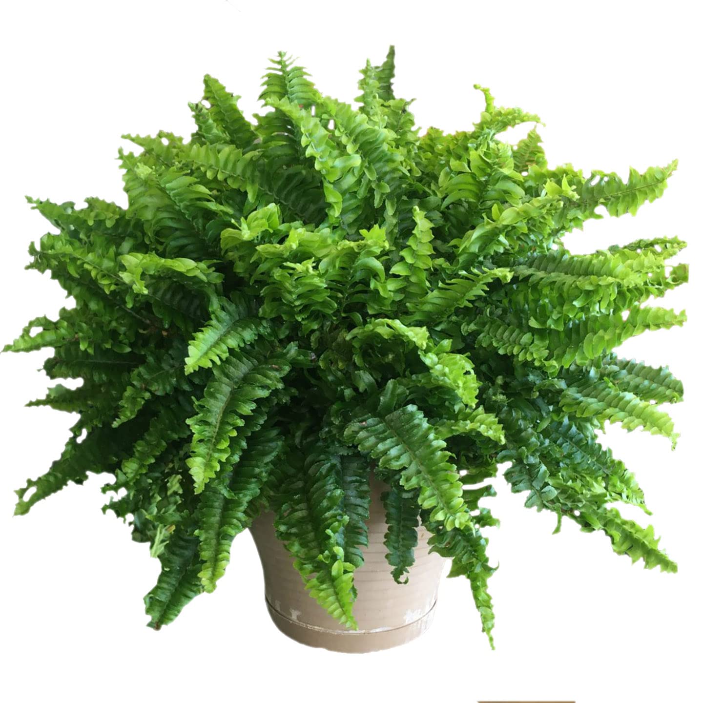 Go4plants Boston Fern Live Natural Plant (Pot Included) pack of 1 (B0BG3D2RRT) Amazon Price History, Amazon Price Tracker