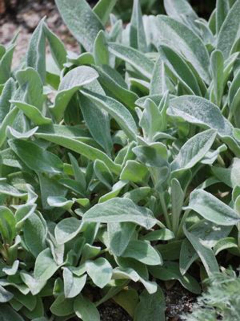 Perennial Farm Marketplace Stachys byzantina 'Silver Carpet' (Lamb's Ears) Perennial, Size-#1 Container, Velvety Silvery Foliage