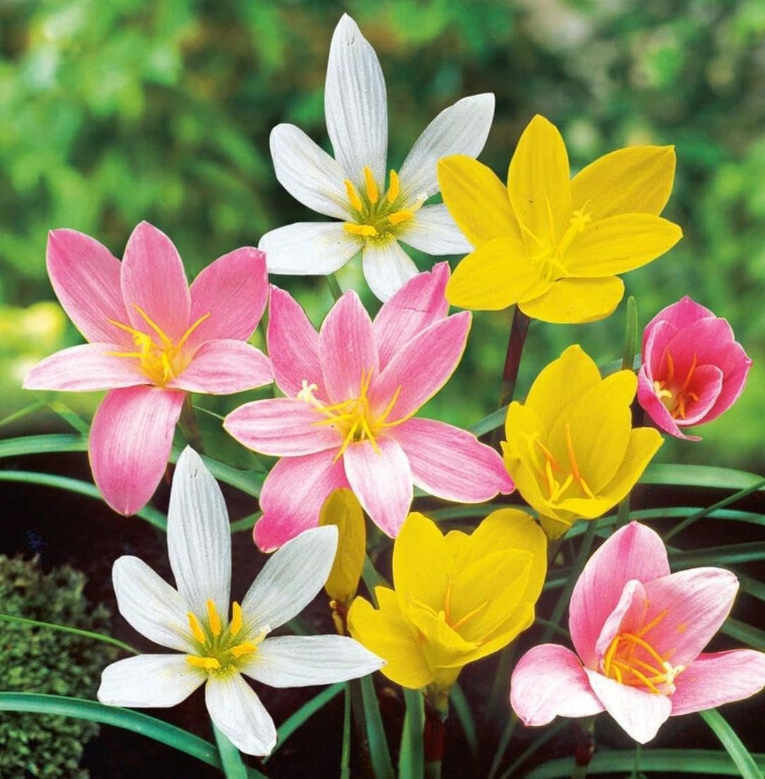 Rain Lily (Zephyranthes) Bulbs by Korrel Seeds – Vibrant Flower Bulbs for Garden & Outdoor Planting – Ideal for Rainy Season Bloom (100, Mix)-image-40