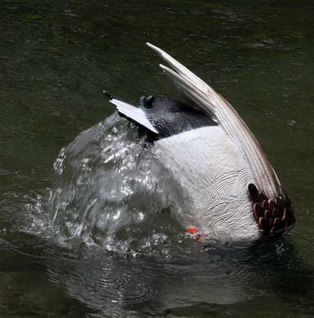 Ducks Nuts Decoys Mallard Drake Motion Feeder Decoy