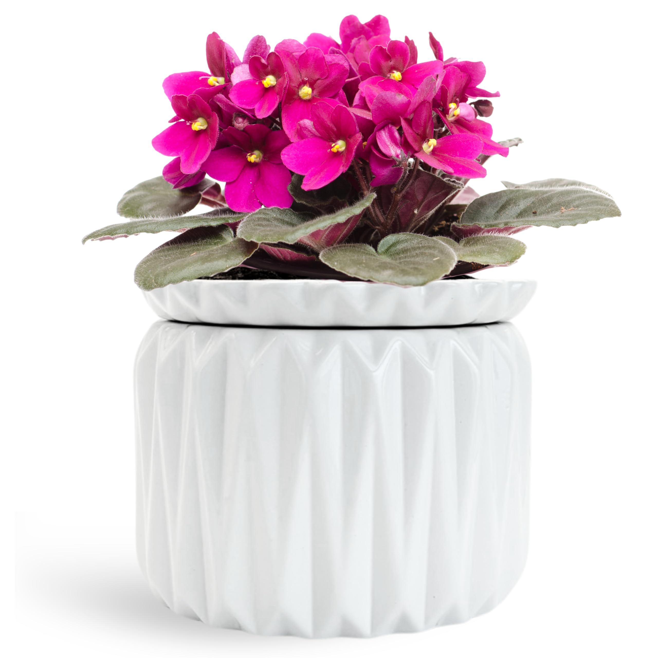 Thriving Thicket African Violet Garden Pots Ceramic Self Watering Planter for Indoor Flowers and Plants