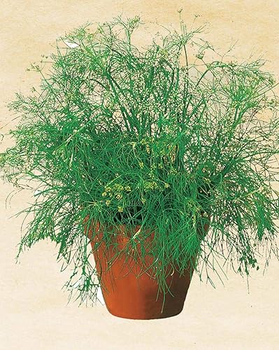 Salerno Seeds Dill Aneto Comune 0.11 oz Hecho en Italia Italiano Sin OGM