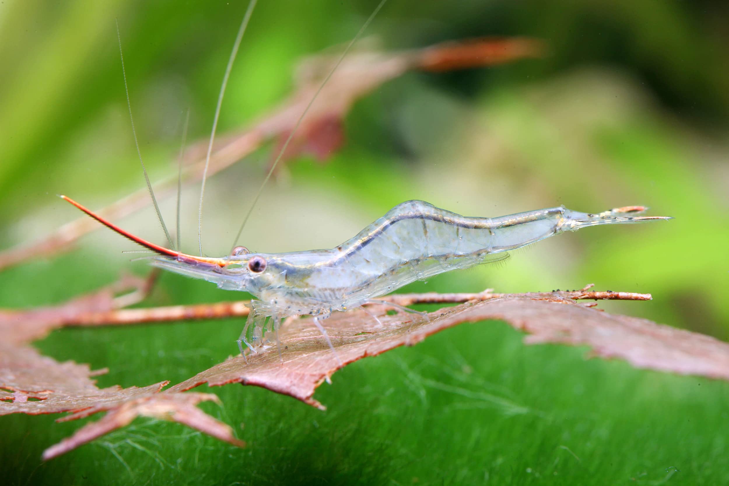 Garnelio - Rote Nashorngarnele - Caridina gracilirostris