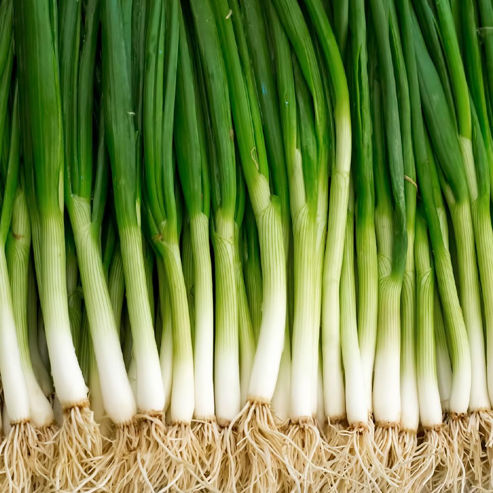 Onion Spring Photon Seeds – an Outstanding, Mild Flavoured Variety for Good Yields – RHS Award of Garden Merit – for Your Beautiful Kitchen Garden