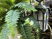 Review Image by Lyndon Lyndon