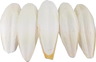 Extra Large Cuttlefish 21 – 28cm (Pack of 5). Suitable for Parakeets, Budgies, Canaries, Tortoises, Turtles, Snails and Terrapins