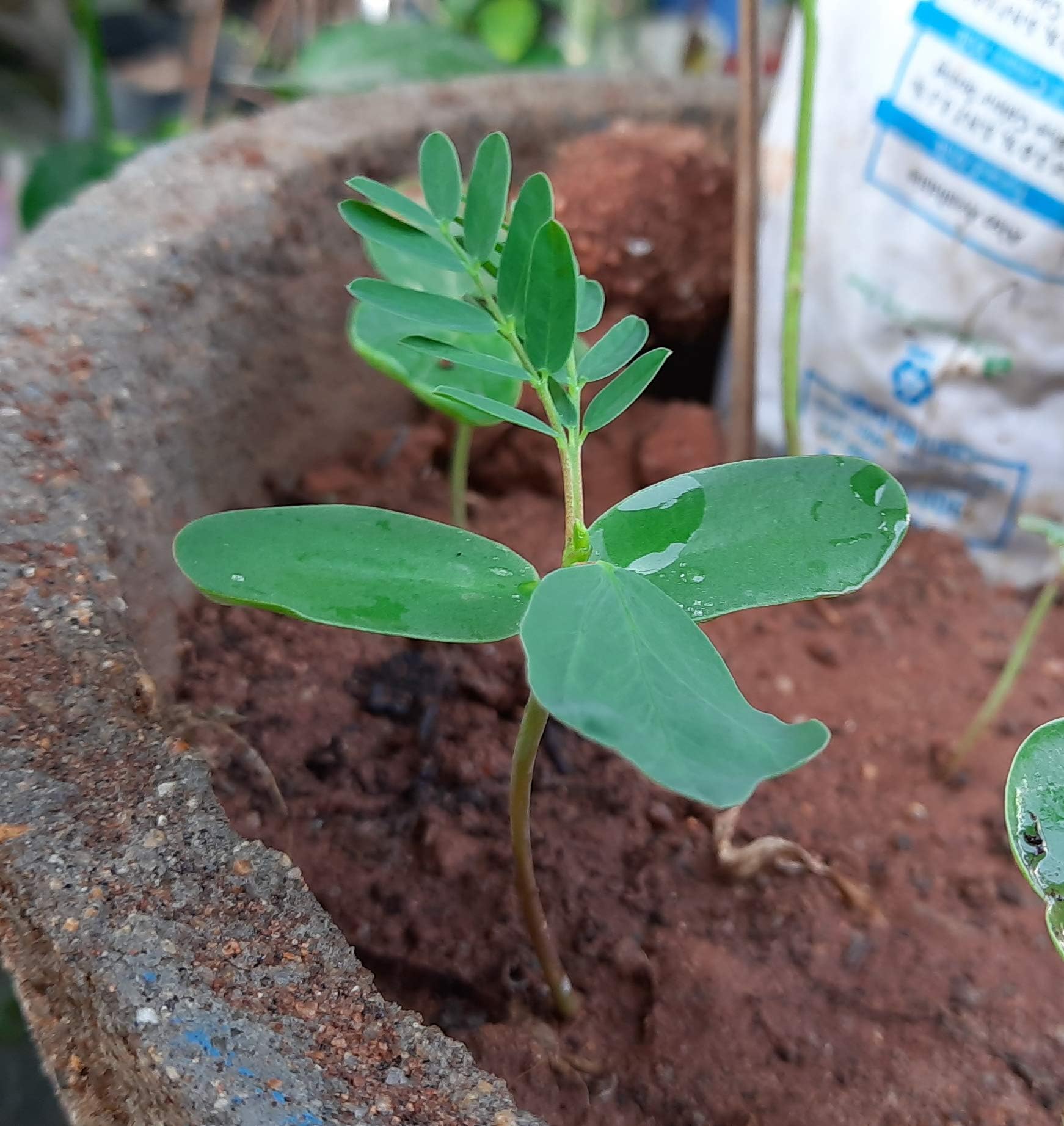 CooPany® AGASTHI - AGATHI KEERAI - BOKFUL Seeds 30 Seeds (B0CR932DJF) Amazon Price History, Amazon Price Tracker