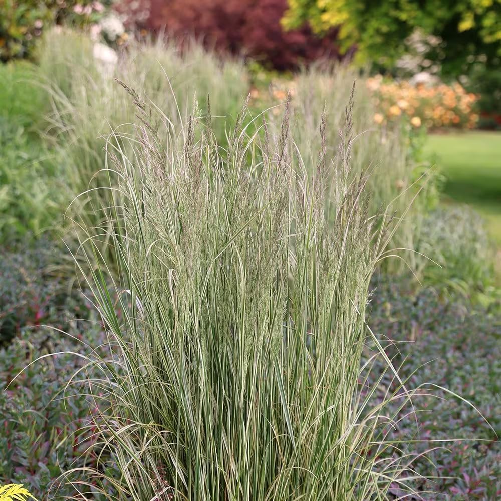 Stauden Gänge 10 x Calamagrostis x acutiflora 'Overdam' Buntes Reitgras | Buntes Ziergras für Sonne bis Halbschatten, Blüte Juni bis August, mehrjährig, 1 L Topf (11x11 cm)