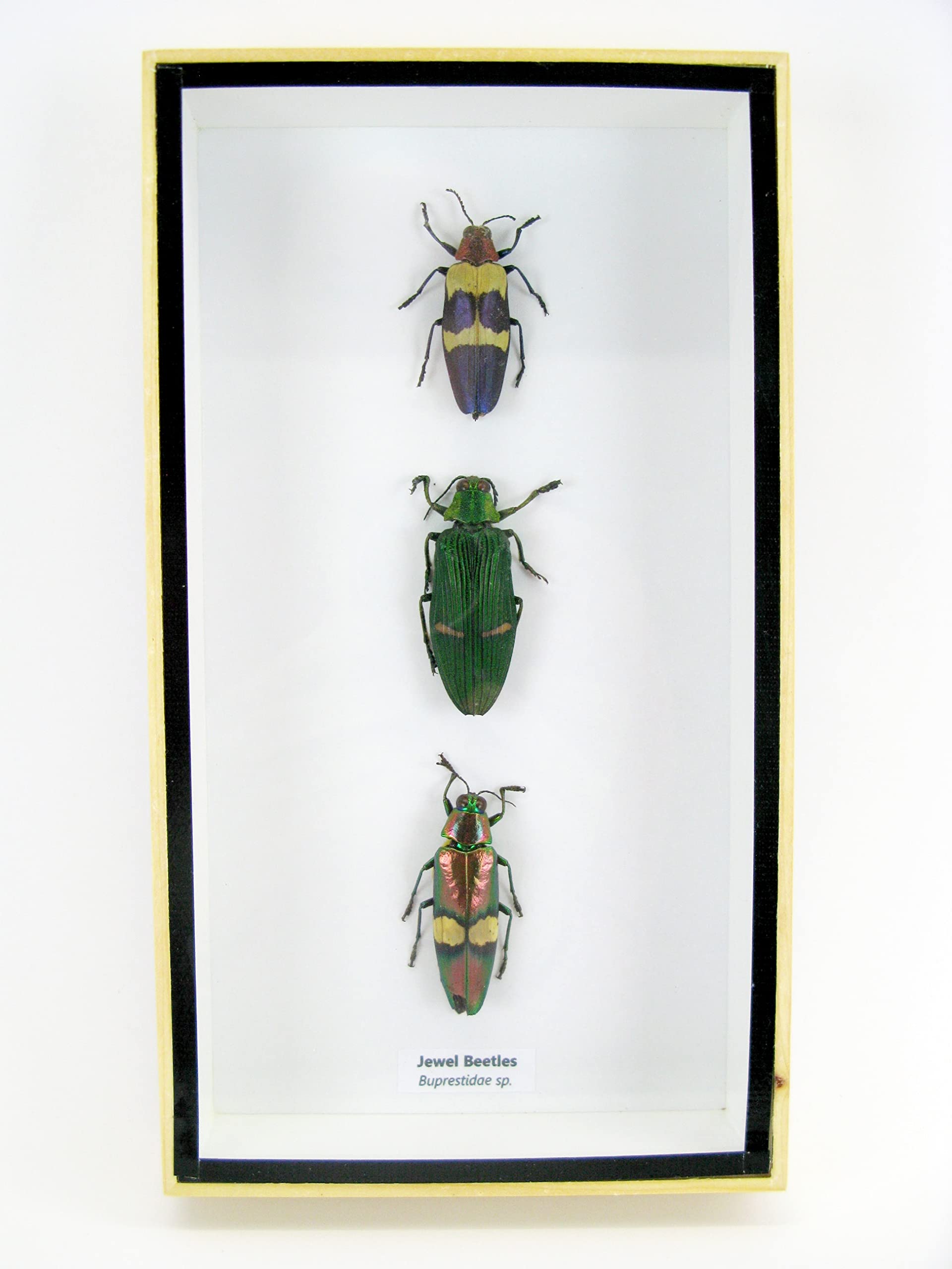 asiahouse24 Echte präparierte Insekten im 3D Schaukasten aus Holz. Vogelspinne, Skorpion, Käfer, Hundertfüßer und vieles mehr. (3 Jewel Beetle)
