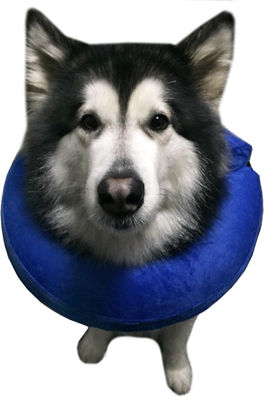 Alfie Pet by Petoga Couture - Carey Inflatable Recovery Collar (for Dogs and Cats) - Color Blue Velvet