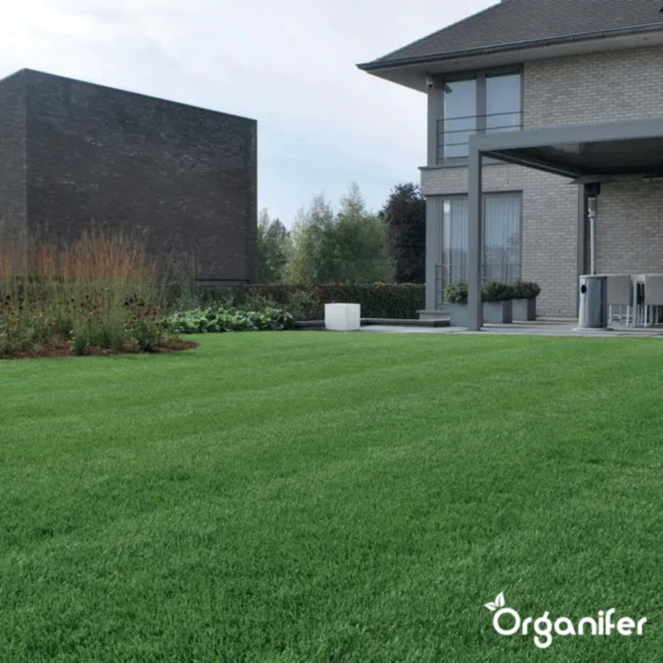 Nasiona Trawy Cienistej - 150kg = 7500m2 | Szybko Kiełkujące - Dla Eleganckiego Wyglądu - Certyfikowane Przez Holenderski NAK - Odporne Na Cień I Suszę - Organifer