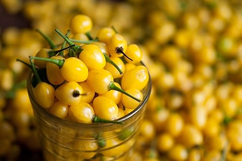 Miniatura 2 de Caribbean Garden Pimenta de Cheiro,Semillas de pimientos (Capsicum chinense),Olor a pimienta, reliquia (25 semillas)