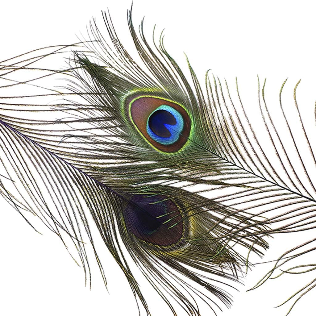 ZUCKER Feathers - Peacock Tail Eyes Stem Dyed - 25-40" - in Your Choice of Colors