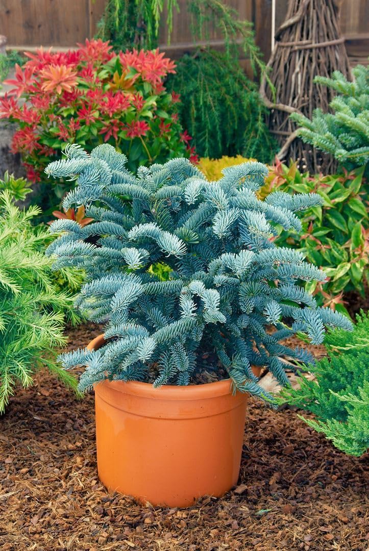 Abies procera 'Glauca' 25–30 cm – Winterhart, Immergrün, Pflegeleicht – Edeltanne – Weihnachtsbaum für Garten & Kübel