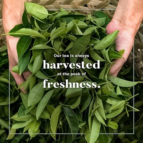 Vista 4 de Uncle Lee's Tea Té blanco orgánico, té de primera calidad para el bienestar diario, bajo en cafeína, bolsas de té blanco rico en antioxidantes