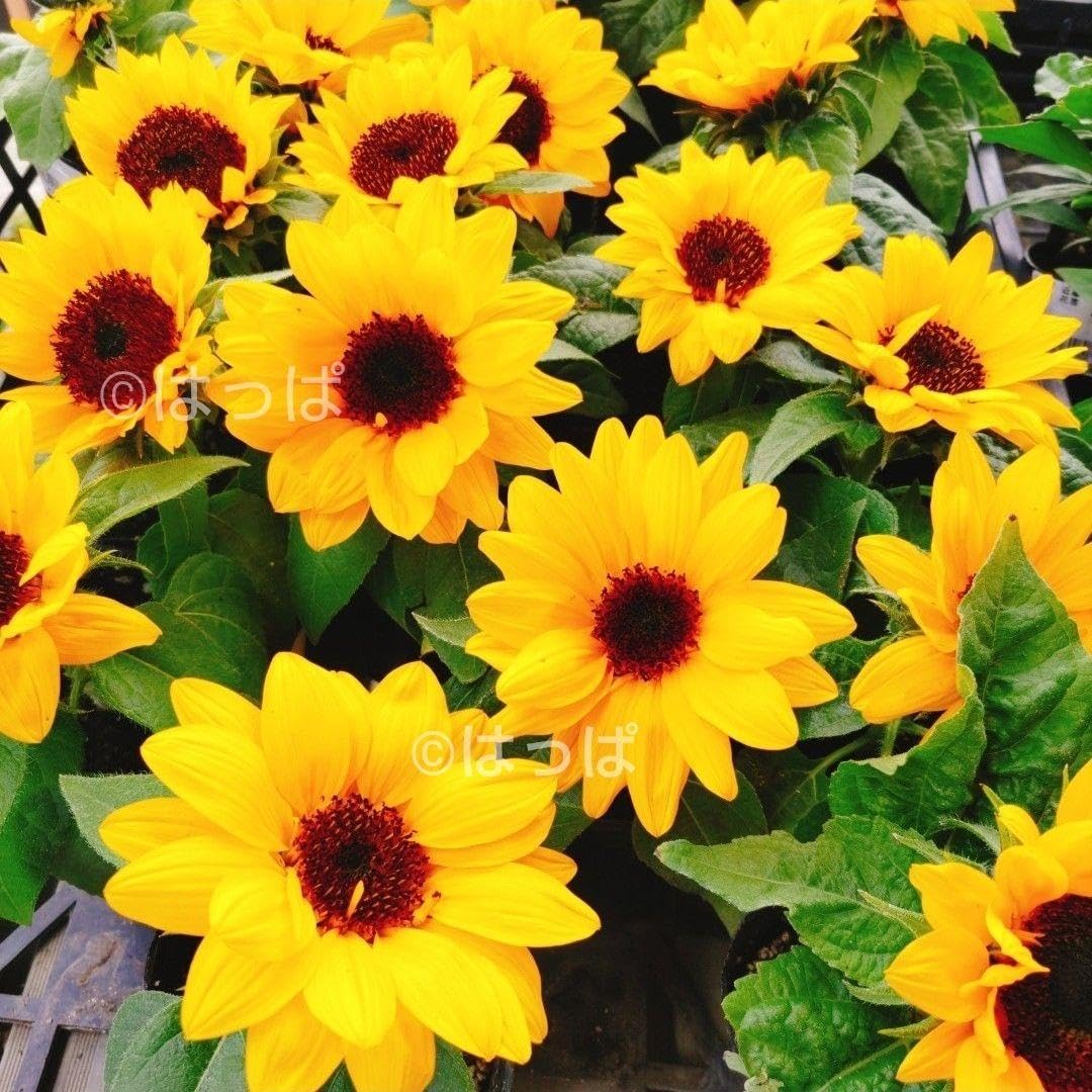 ひまわり専用 entiere ネックレス ペンダント シルバー925 ヒマワリ 向日葵