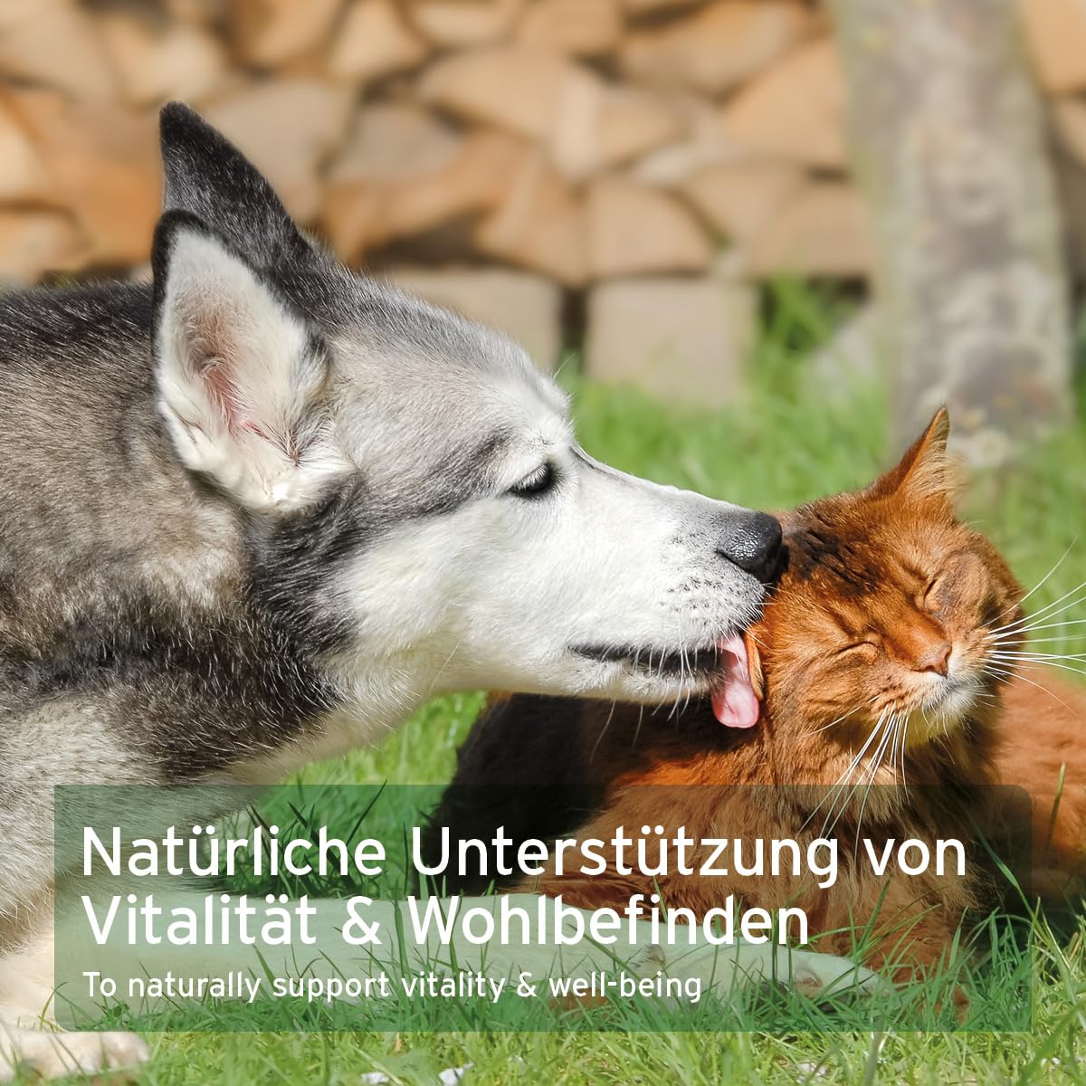 AniForte Muschelkraft für Hunde & Katzen 250 g - 100% natürliche Blaumuschelpulver mit Omega-3 & Omega-6 für Gelenke, Vitalität, Fell & Haut