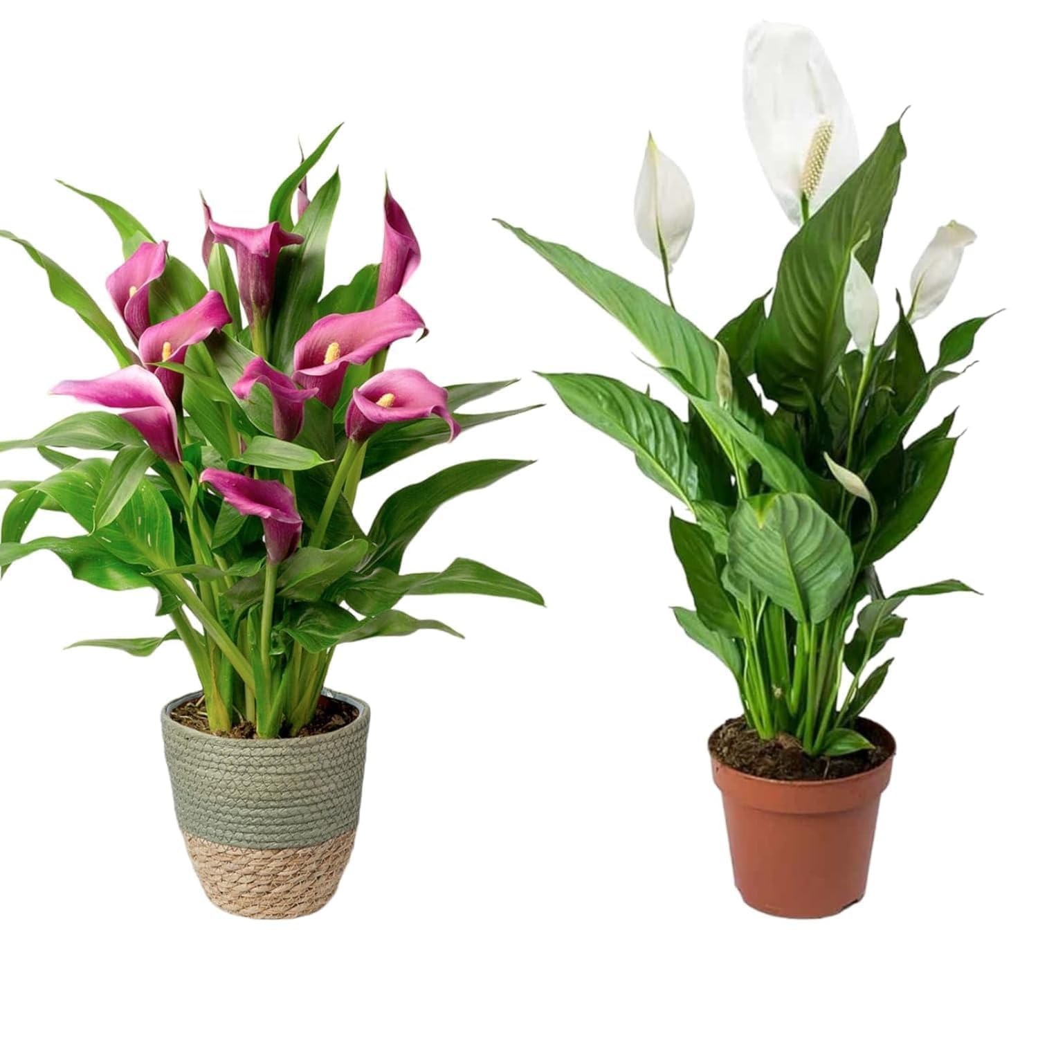 Live Peace Lily Or Spathiphyllum Plant Indoor Outdoor Plant Air Purifier Oxygen Supplier Good Luck with Round Pot for Living Room/Bedroom/House/Office (Pack Of 2) (PeceLilly Flower Combo pack)