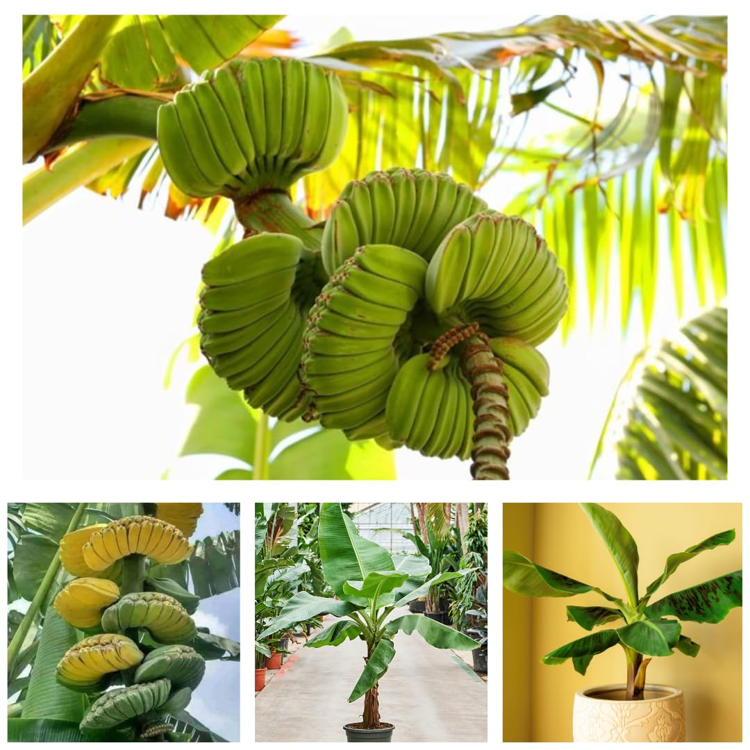Original & Authentic Hybrid Indonesian Praying Hands Banana Live Plant in Pot – Exotic Fruit Plant, Unique Banana Variety, Indoor/Outdoor Plant, 4-Inch Pot (B0DDJPVMHZ) Amazon Price History, Amazon Price Tracker