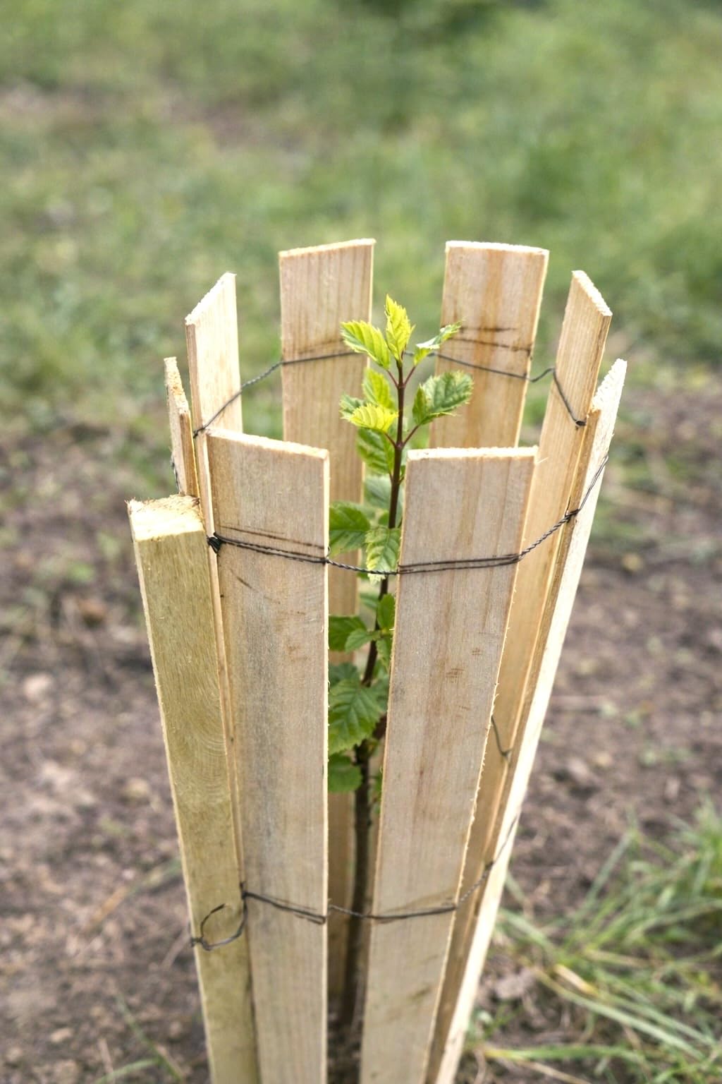 Piquets de jardin en bois d'acacia 30 cm - Lot de 25 supports de plantes en bois naturel pour jardinage extérieur