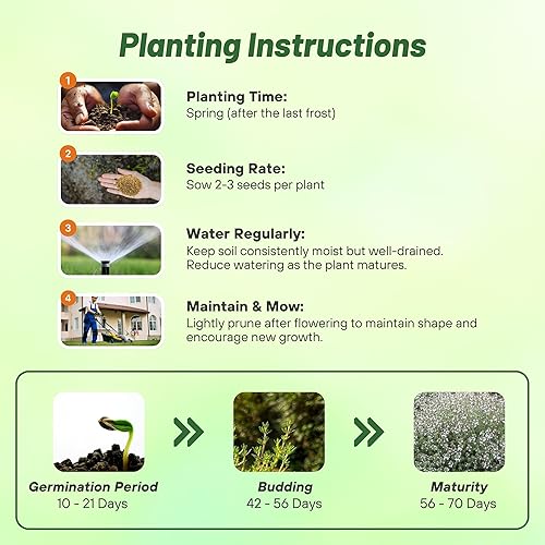 Miniatura 3 de Outsidepride Semillas culinarias de tomillo perenne tolerante a la sequía, 500 semillas