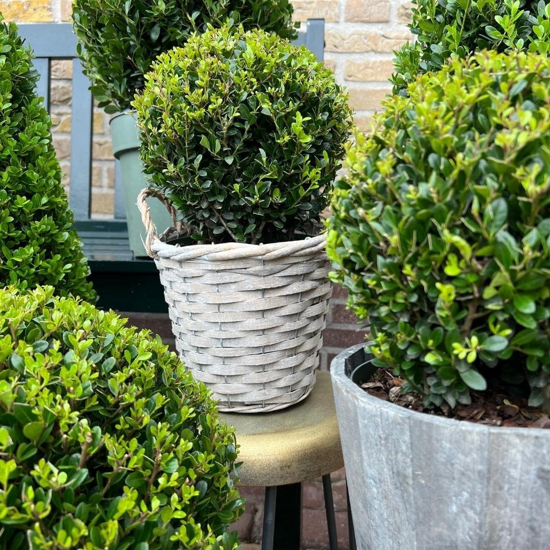 Plants by Frank El | verdadera planta de acebo en forma esférica | 2x bulbo Ilex crenata 'Jenny' en maceta de madera | juego de 2 piezas | 20 cm Ø de diámetro | sustituto de boj | Ilex | plantas de