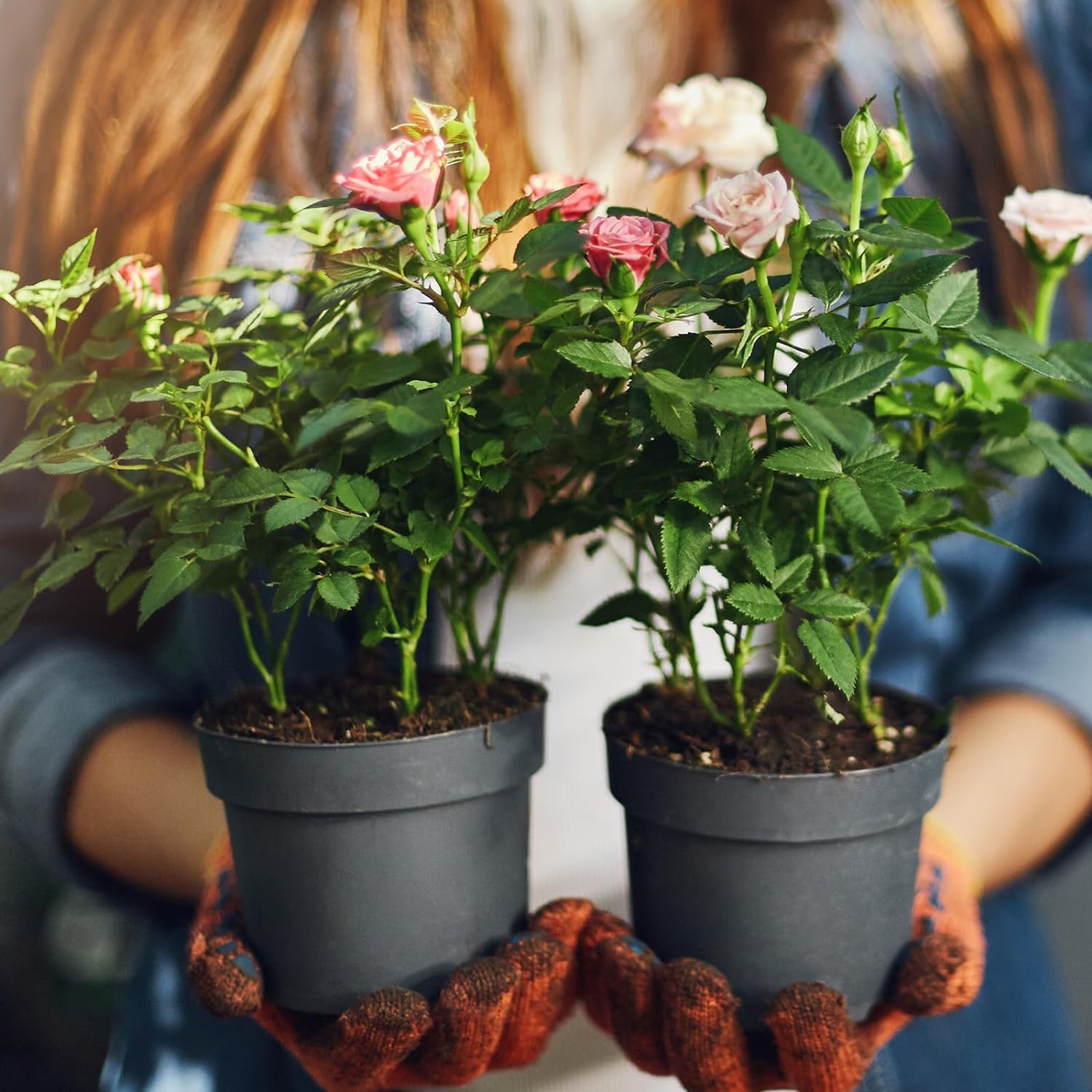 Bio-Rosen-Erde Mischung 1L, Zimmerpflanzen-Blumenerde fr alle getopften  Rosen, Gesunde Zimmerpflanzen drinnen zchten : Amazon.de: Garten