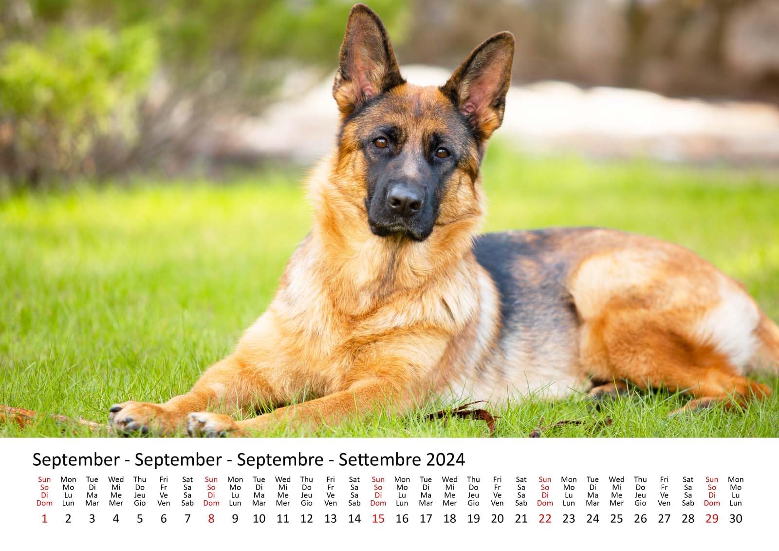 Deutscher Schäferhund Kalender 2024 – Monatskalender Mit Hochwertigen Fotos, Wandkalender Für Hundeliebhaber