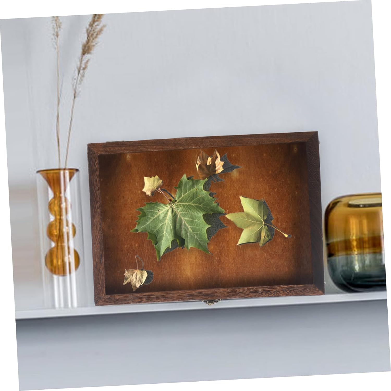 Vintage Specimen Display Case for Butterflies Retro Insect Storage Box with Transparent Lid for Dried Flowers Lightweight Design