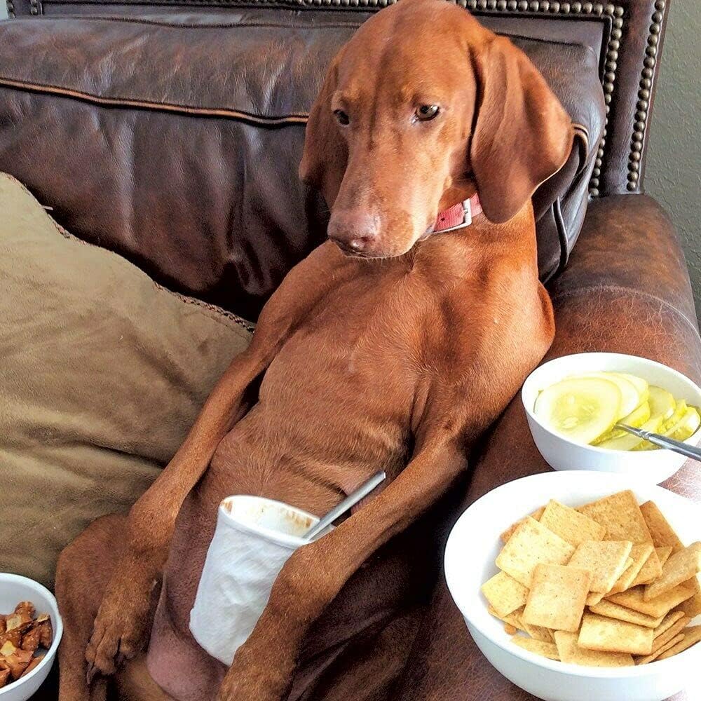 Vizsla Dog Birthday Card - Time Out
