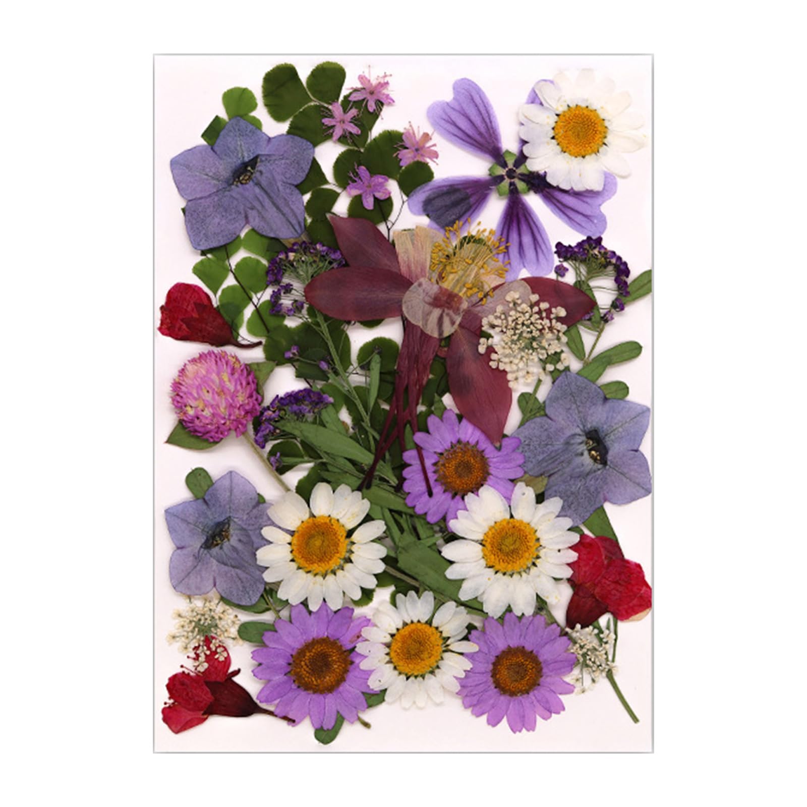 Kalttoy Natural Pressed Dried Flower Leaves Set for Scrapbooking Jewelry Making Photo Frame Phone Case Bookmarks Decorations Wrapping Flower
