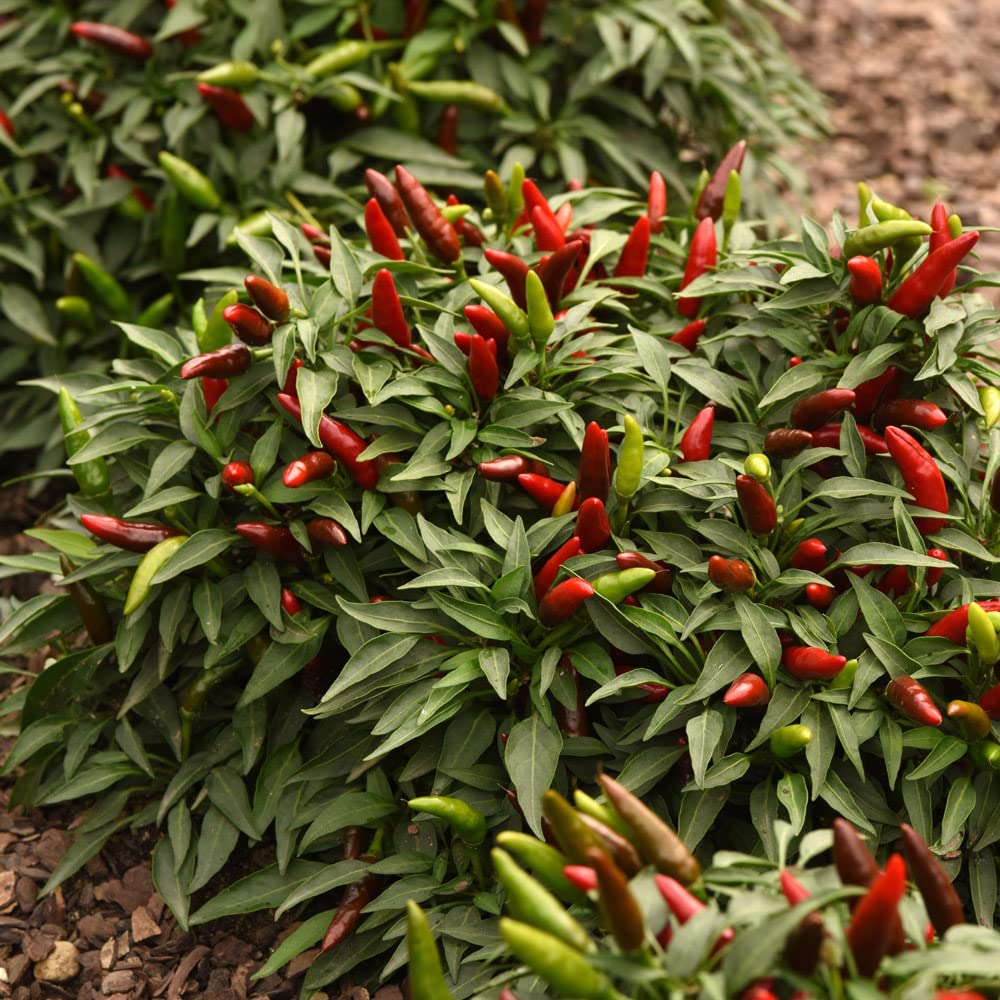 Chilli Pepper Plug Plants. 'Quickfire'. Fast ripening. Compact Chilli. 40,000 Scoville. Value Plug Plant x 5. Available from Bedwen Plants