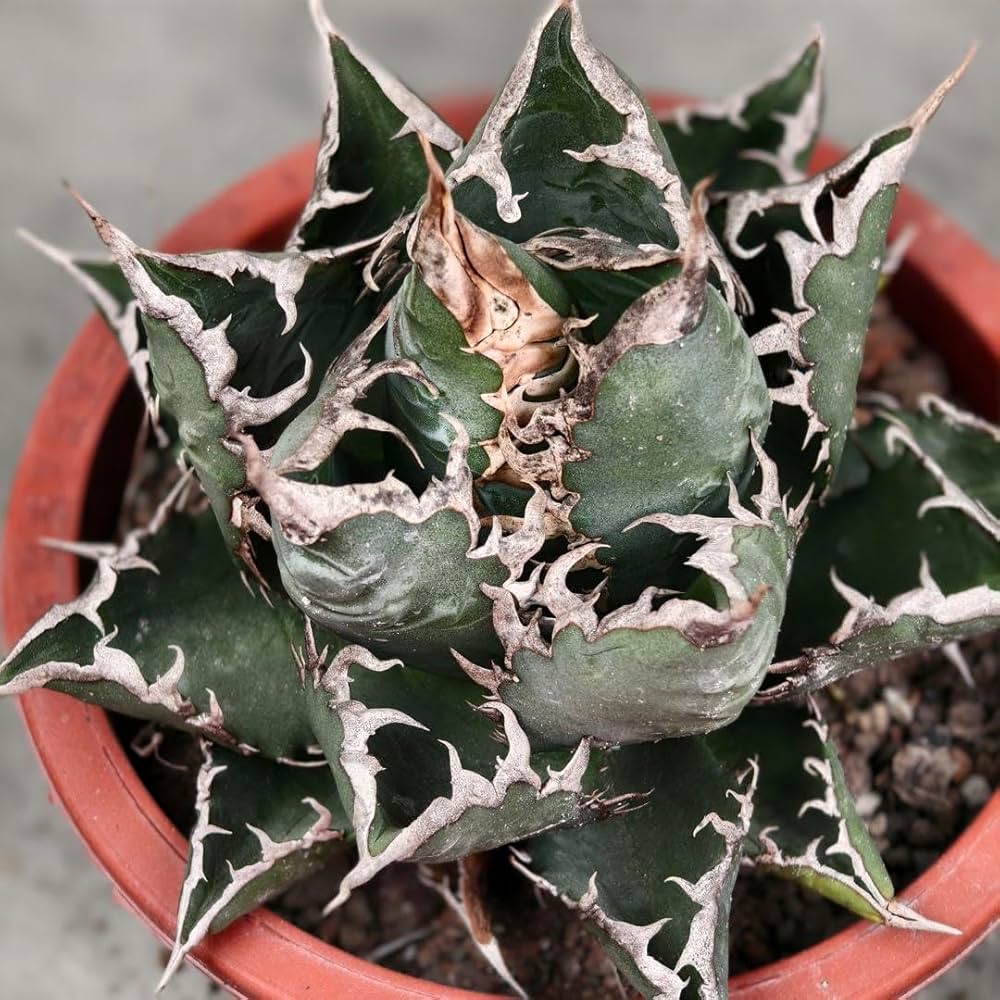 Amazon.co.jp: 26 多肉植物 アガベ チタノタ 悪魔くん BAKEMONO 強棘