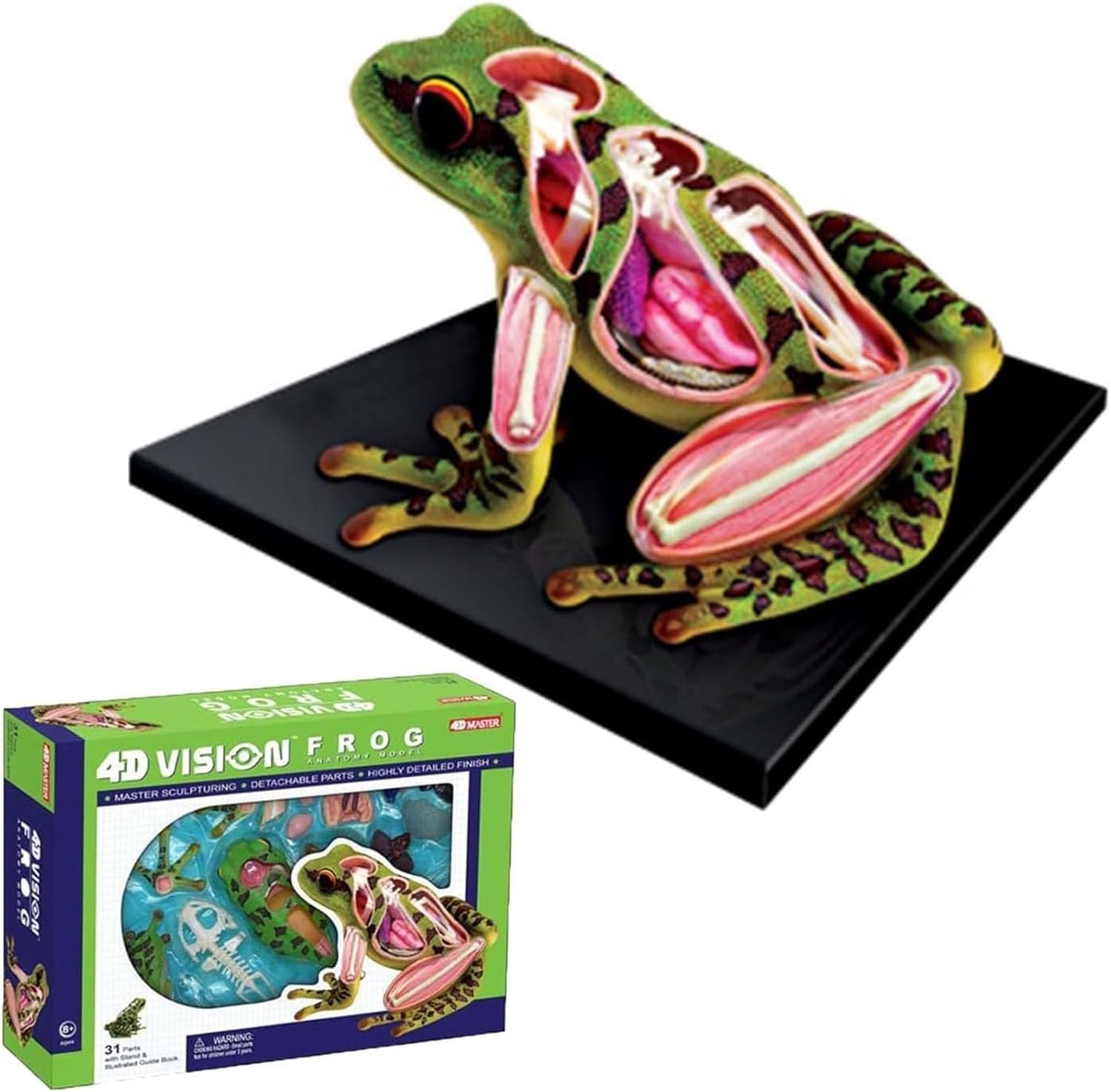 Frog Anatomy Model, 31 Parts Detachable Frog Organs and Body Parts Model, Frog Skeleton Model, Simulated Frog Dissection Kit for Educational Teaching Equipment