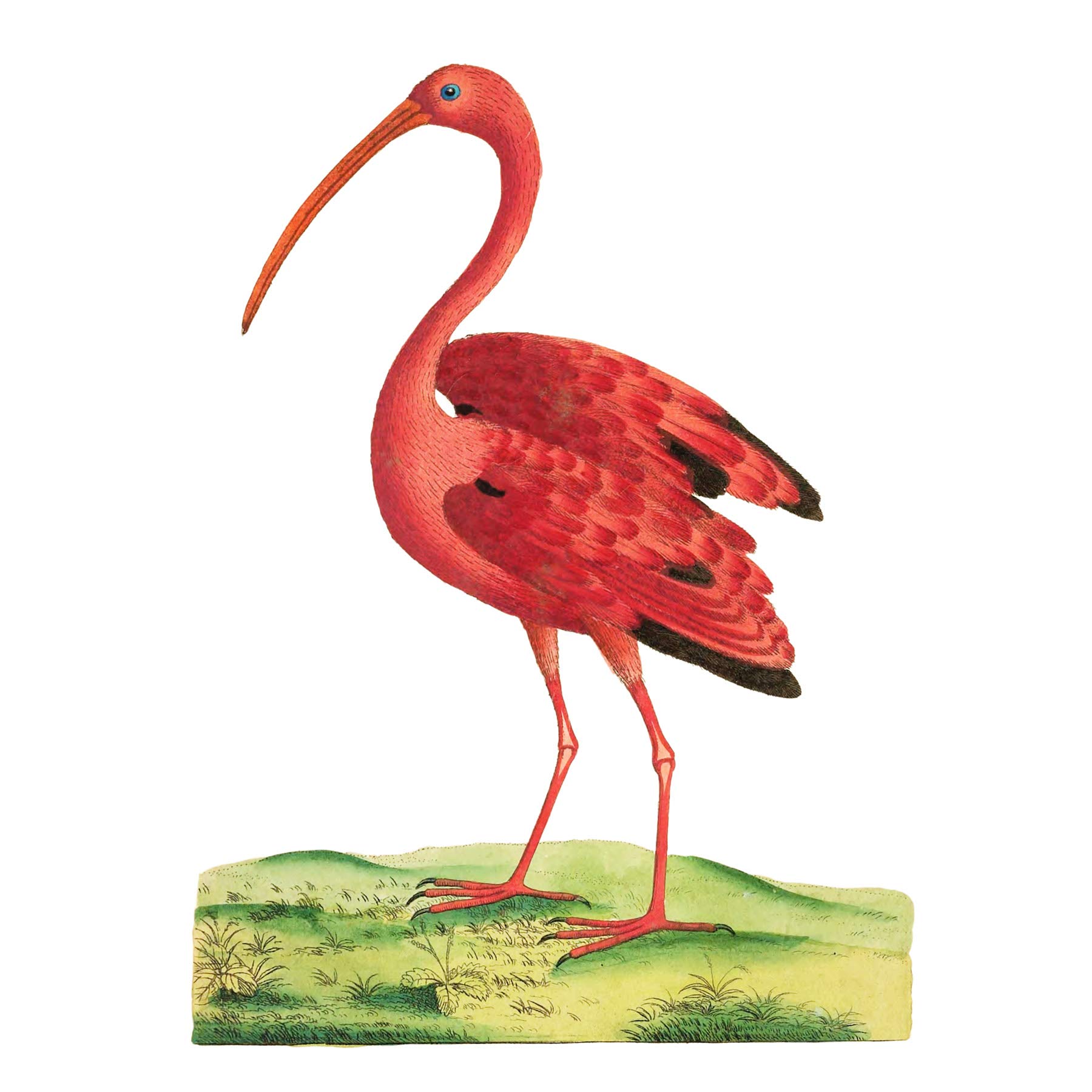 Bird Scarlet Ibis Large Wall Art Print Canvas Premium Poster