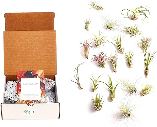 Shop Suculents - Plantas seleccionadas a mano, variedad de especies, plantas de interior tropicales para decoración del hogar y terrarios