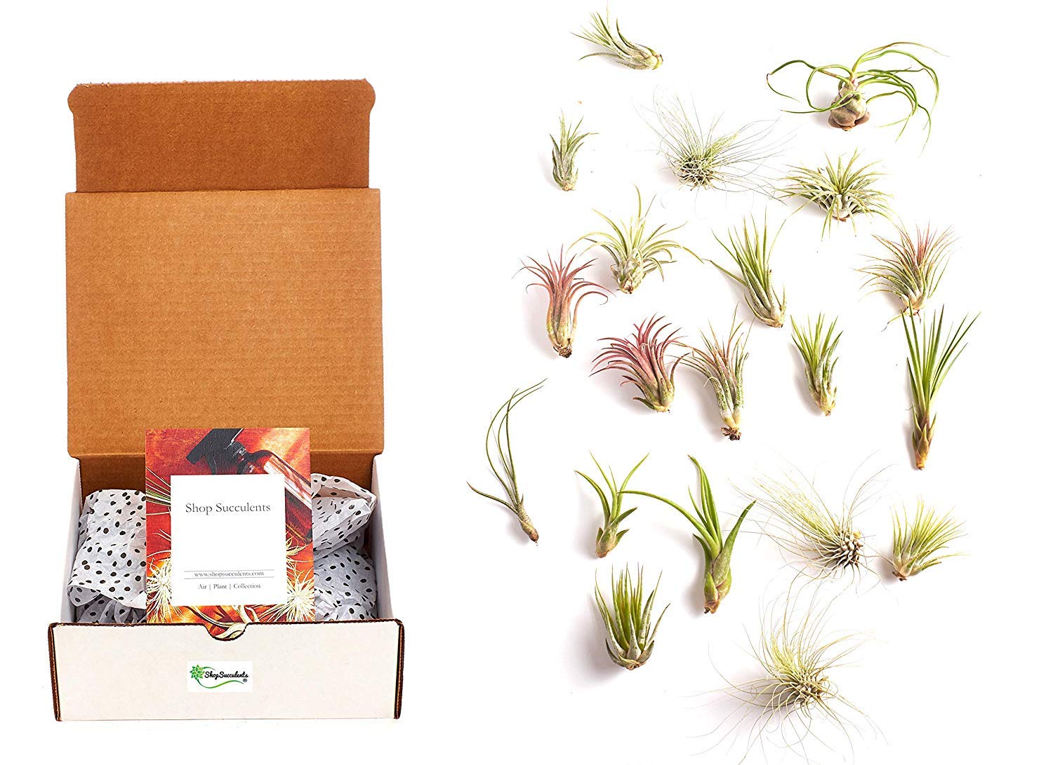 Shop Succulents Live Air Plant Variety Pack | Tillandsia Terrarium Kit with Amber Spray Bottle, 24 Green