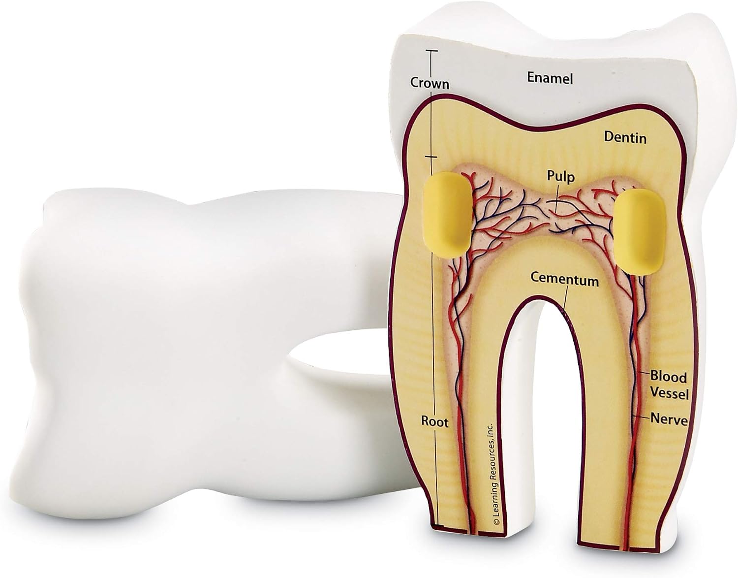 Learning Resources Cross-Section Tooth Model