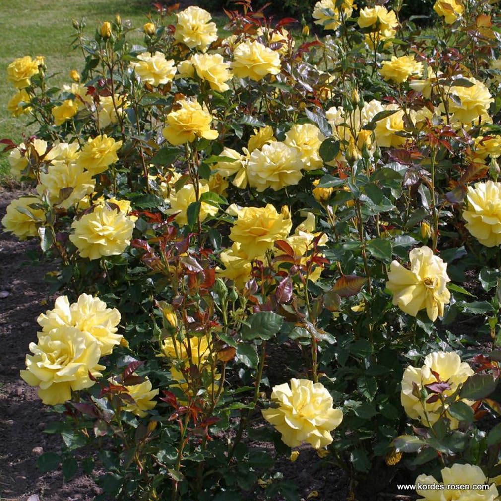 Rosa 'Climbing Friesia' Rosier Grimpant Fleurs Jaunes Parfum Impressionnant Pot 25-30 cm