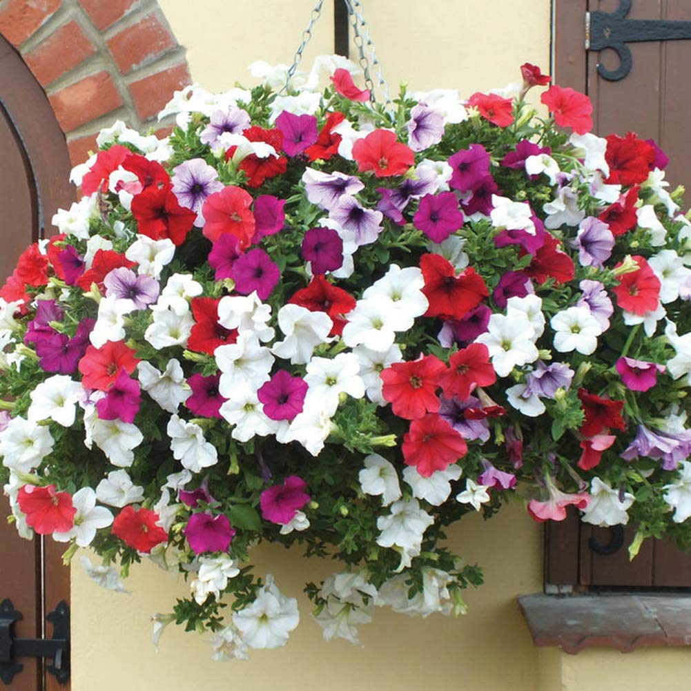 Mini Morning Glory Mix Seeds 100pcs (Convolvulus Tricolor) Organic Vine Hanging Basket Flower Easy to Grow Premium Seeds for Planting Garden Yard Home