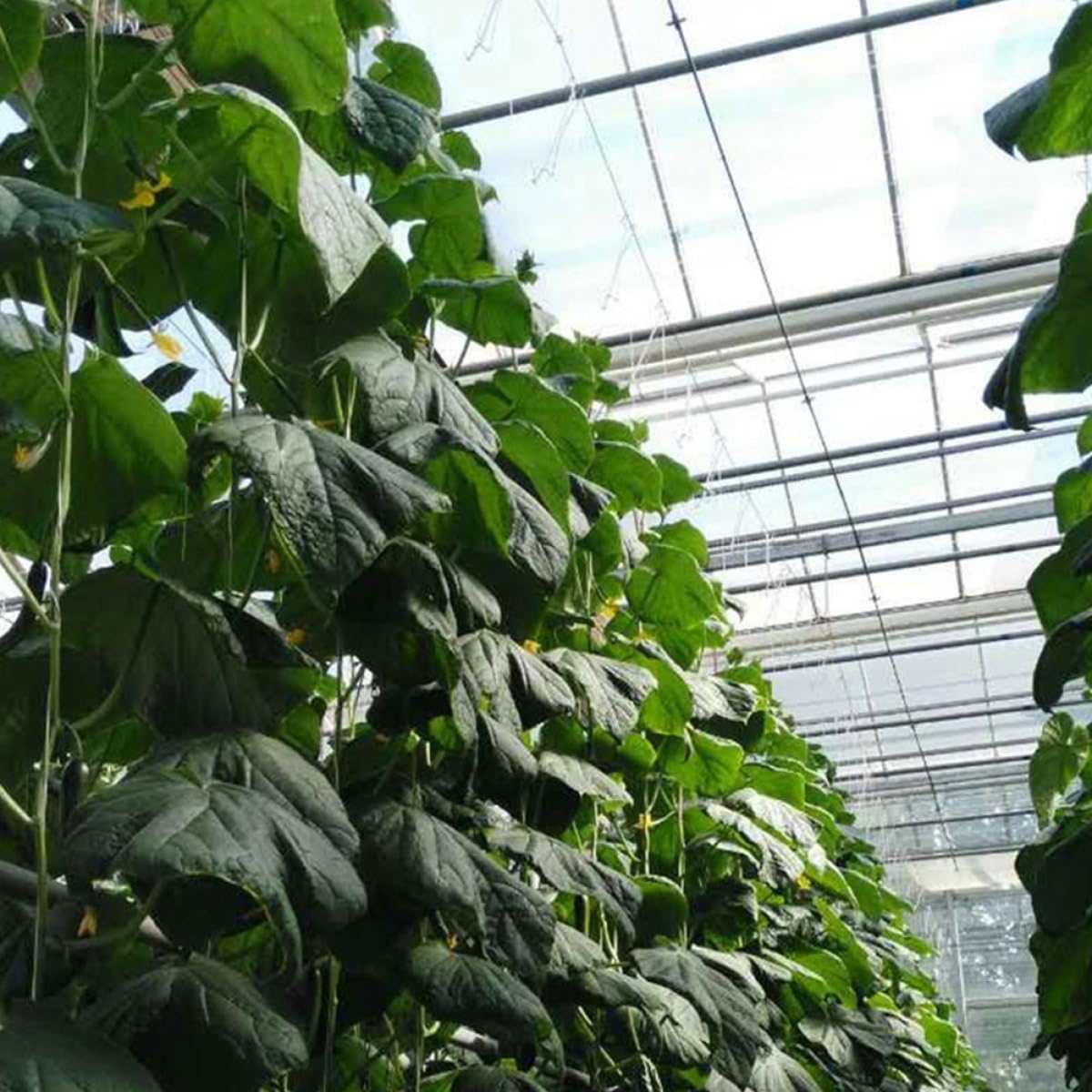 Milisten 2sets Sostenere Rampicanti Kit per Giardinaggio e Cetrioli La Spazi Ridotti per e
