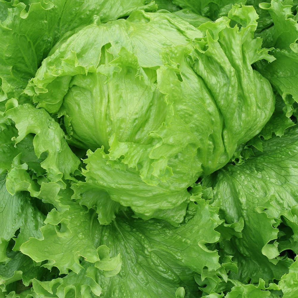 Lettuce Iceberg ‘Regina dei Ghiacci’ Seeds – Organic Iceberg Italian Variety – Crisp Green Heads – Easy to Grow