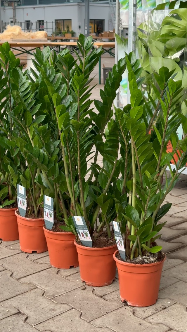 BALDUR Garten Zamioculcas Glcksfeder Zimmerpflanze