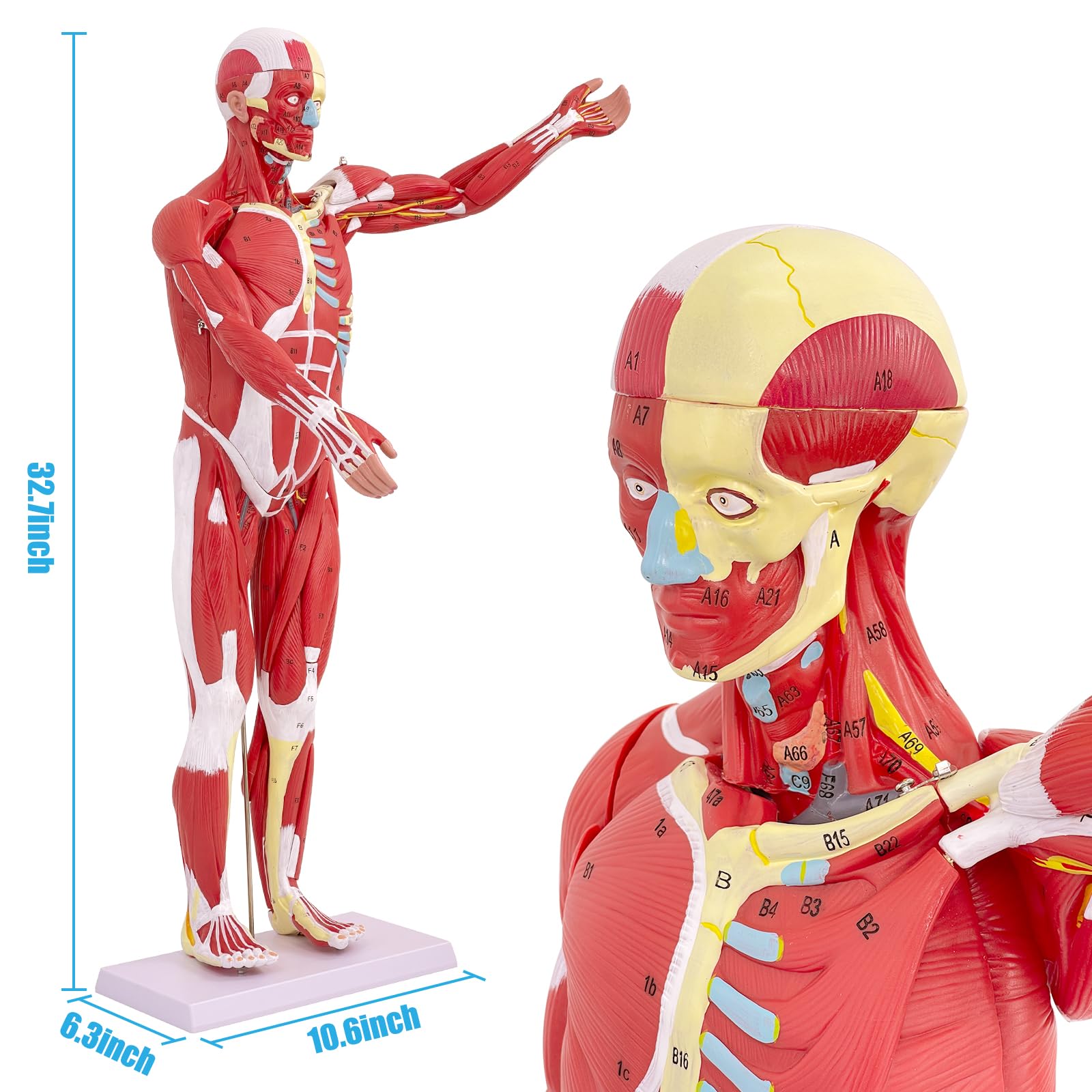 Modello di Figura Muscolare Umana Anatomica da 80 cm, Modello Anatomico Corpo Umano Con Organo Rimovibile, 27 Pezzi, Modello Muscolare Per Fisiologia Medica, Studio e Insegnamento