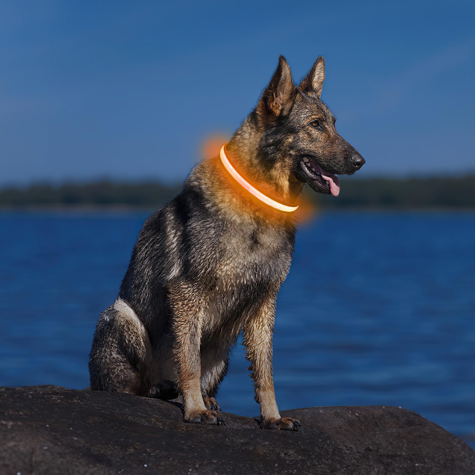 Produktbild von Auraglow LED-Hundeleine, Leuchtend, Reflektierend, Wiederaufladbar über USB, Für Sichtbarkeit