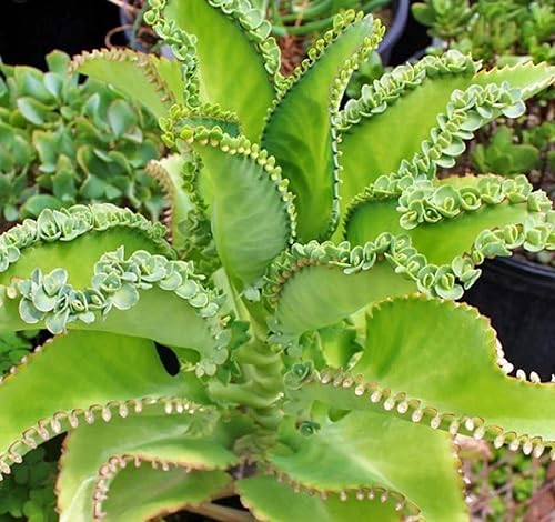 Miniatura 3 de 3 Madre de miles Kalanchoe daigremontiana ~ planta de sombrero mexicano suculenta